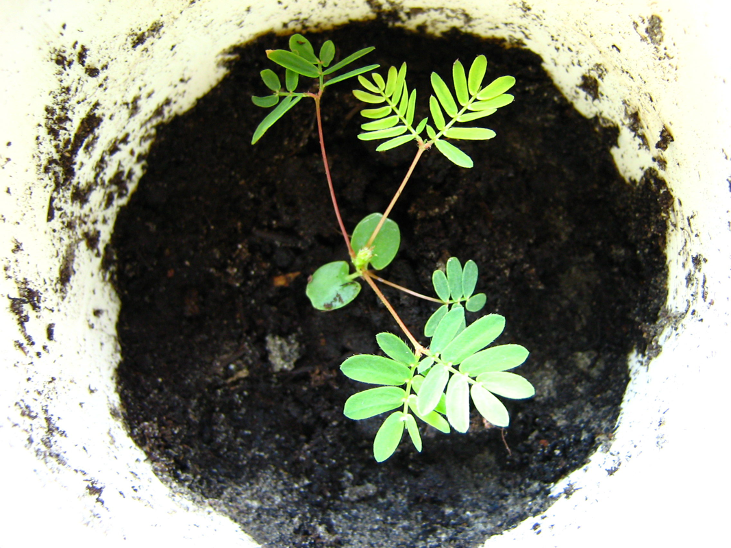 Recently-planted-Sensitive-plant