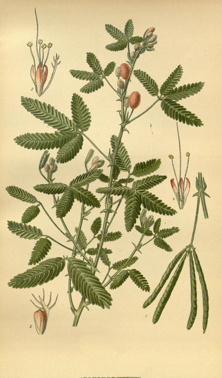 Sensitive-plant-Illustration