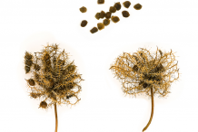 Dried-fruit-and-seeds