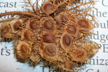 Dried-pods-of-Sensitive-plant