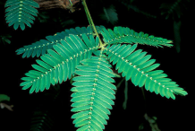 Leaves-of-Sensitive-plant
