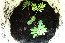 Recently-planted-Sensitive-plant