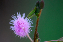 Sensitive-plant-Flower