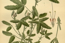 Sensitive-plant-Illustration
