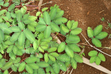 Sensitive-plant-bushes