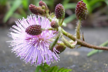 Sensitive-plant-flower-and-bud