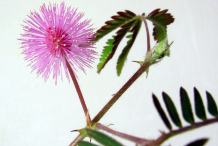 Sensitive-plant