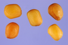 Sentive-plant-seeds