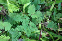 Small-Sensiive-plant
