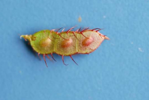 Unripe-Sensitive-plant-pod