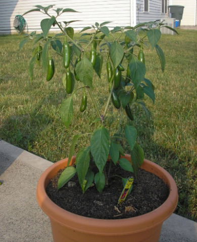 Serrano-pepper-plant