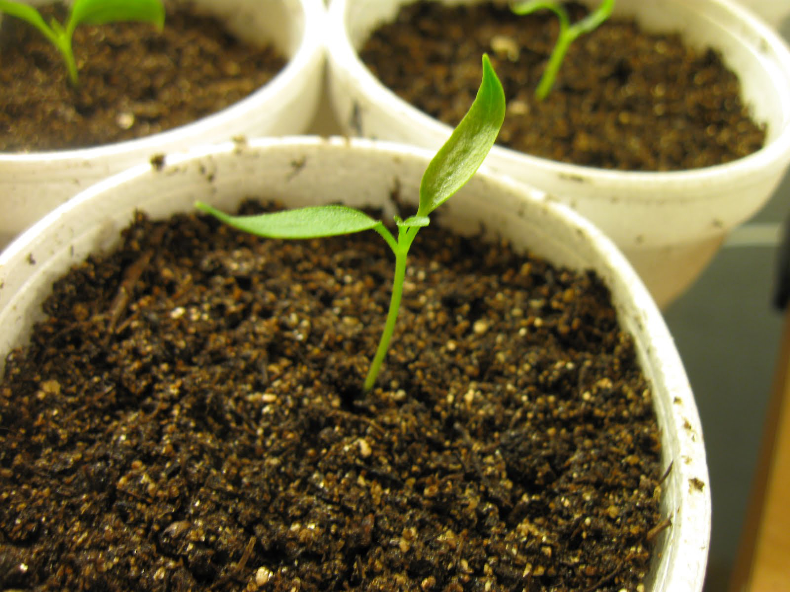 Serrano-pepper-seedlings
