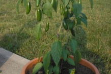 Serrano-pepper-plant