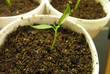 Serrano-pepper-seedlings