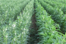 Sesame-farm
