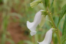 Sesame-flowers