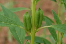 Sesame-fruit