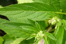 Sesame-leaves