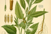 Sesame-plant-illustration