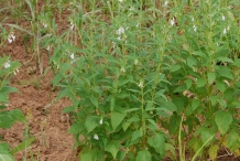 Sesame-plant