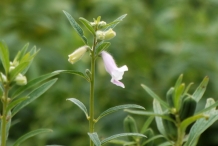 Sesame-stem-and-leaves