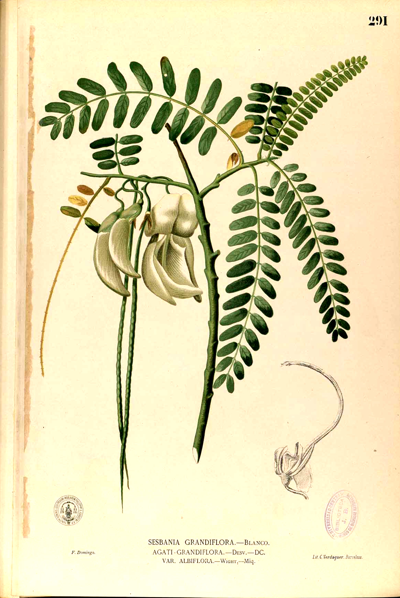 Plant-illustration-of-Sesbania
