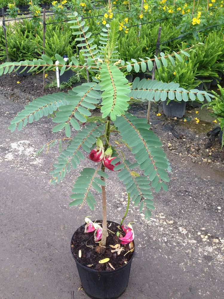 Sesbania-plant