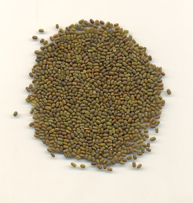 Sesbania-seeds