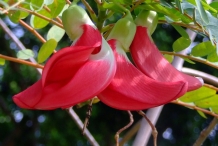 Close-up-flower-of-Sesbania
