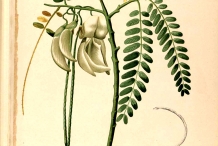 Plant-illustration-of-Sesbania