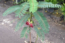 Sesbania-plant