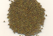 Sesbania-seeds