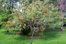 Sesbania-tree