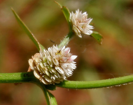 Closer-view-of-Flower-of-Sessile-joyweed
