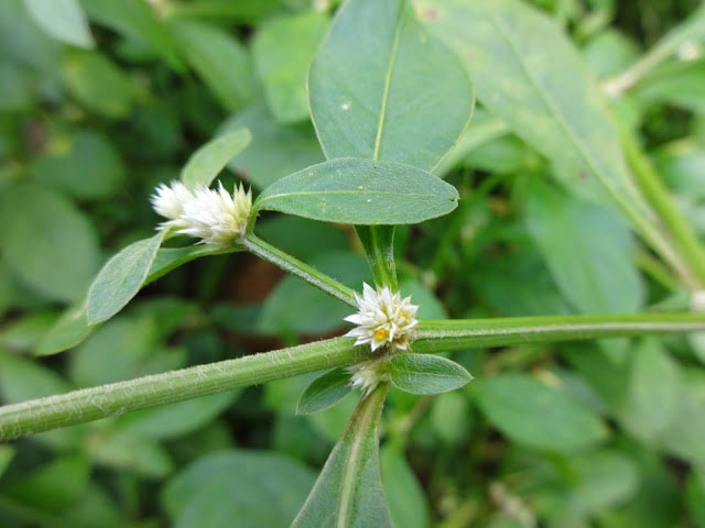 Closer-view-of-flower-and-stem-of-Sessile-joyweed
