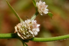 Closer-view-of-Flower-of-Sessile-joyweed