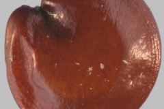 Closer-view-of-Seed-of-Sessile-joyweed