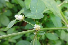 Closer-view-of-flower-and-stem-of-Sessile-joyweed