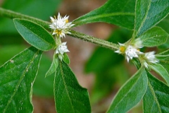 Flower-of-Sessile-joyweed