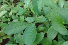 Leaves-of-Sessile-joyweed