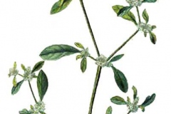 Plant-Illustration-of-Sessile-joyweed