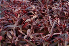 Red-Sessile-Joyweed