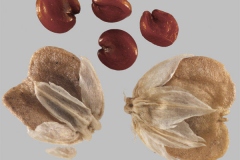 Seeds-of-Sessile-joyweed