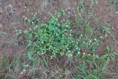 Sessile-joyweed-Plant-growing-wild