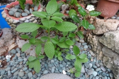 Sessile-joyweed-Plant