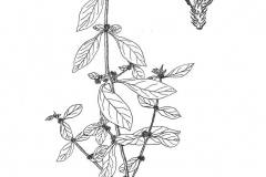 Sketch-of-Sessile-joyweed