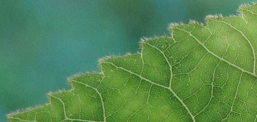 Closer-view of-leaf-margin-of-Shagbark-hickory