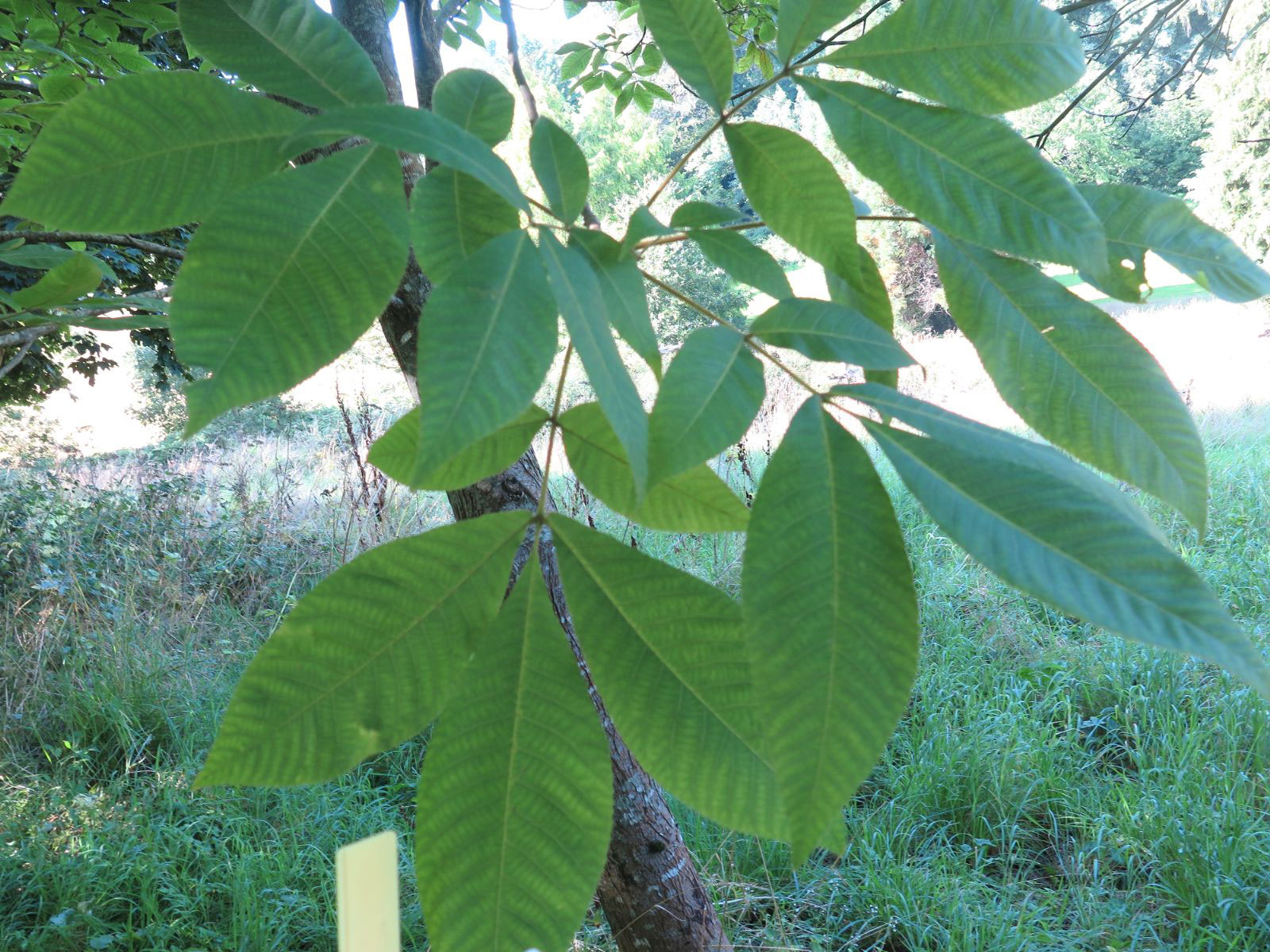 Leaves-of-Shagbark-hickory