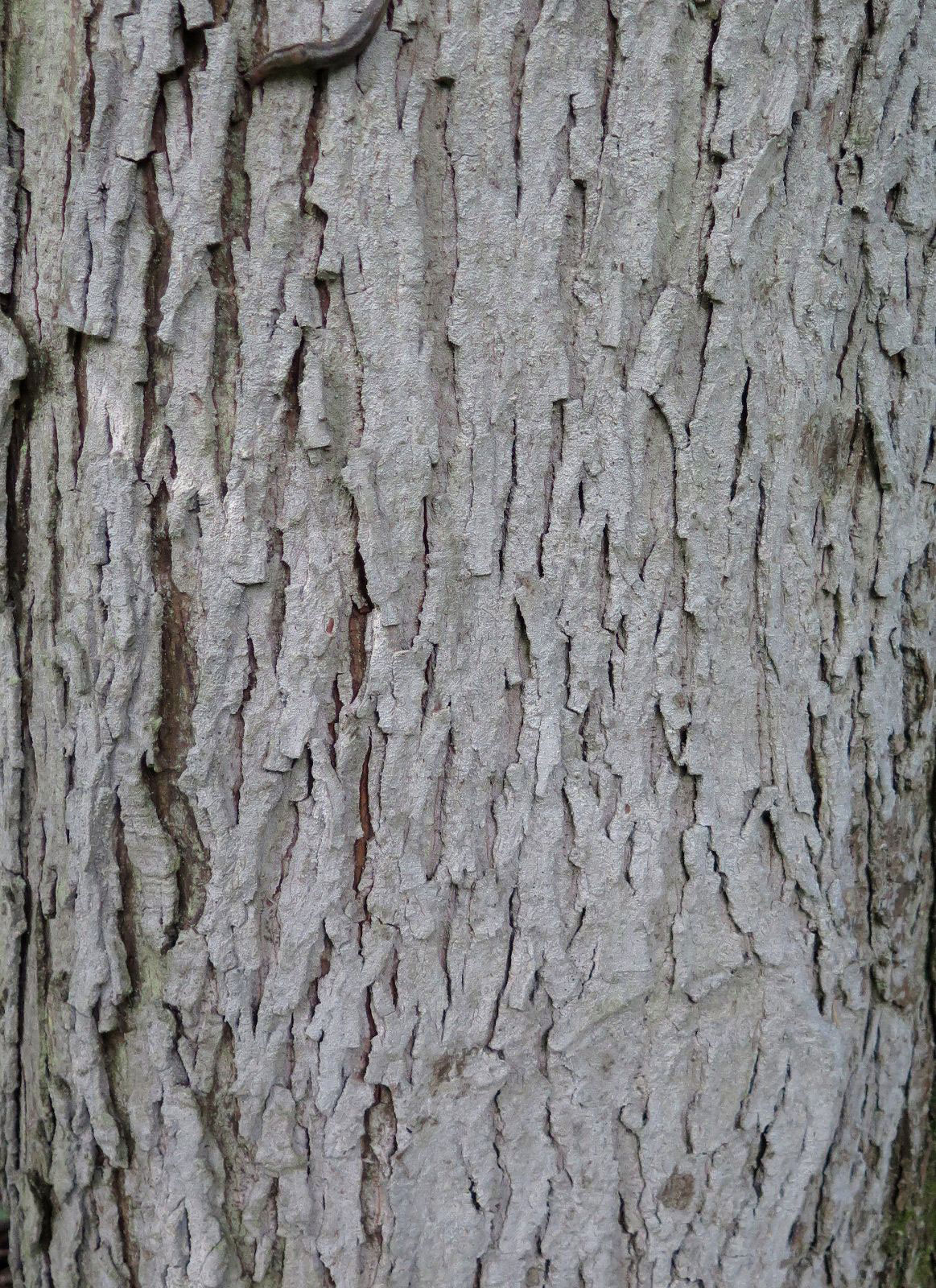 Mature-Bark-of-Shagbark-hickory