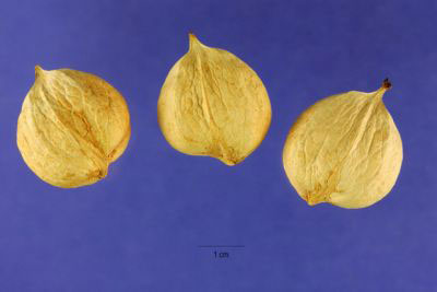 Nuts-of-Shagbark-hickory